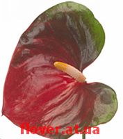 flover