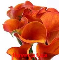 flover