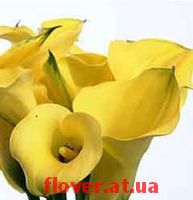 калла