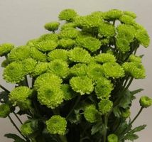 зеленая сантини