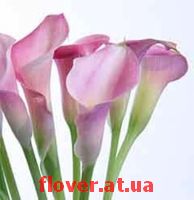 кала