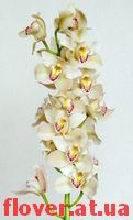 cimbidium