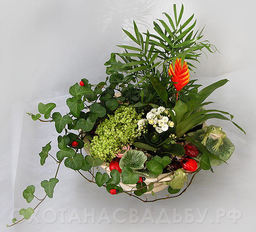 вриезия